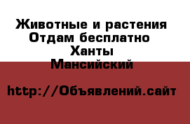 Животные и растения Отдам бесплатно. Ханты-Мансийский